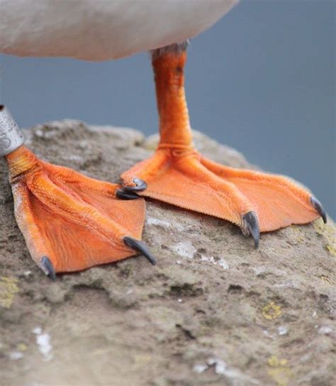 Puffin webbed feet and sharp claws, closeup. https://www.flickr.com/photos/54820594@N03 ...