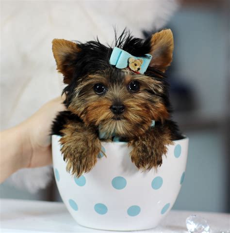 Cute Tea Cups Puppies - nolyutesa