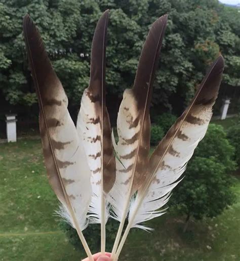 Free shipping beautiful 50pcs 20 35cm Long rare pheasant feathers DIY Pheasant Eagle feathers-in ...