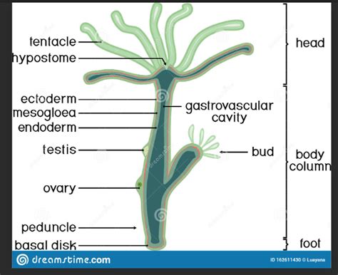 hydra anatomy Diagram | Quizlet