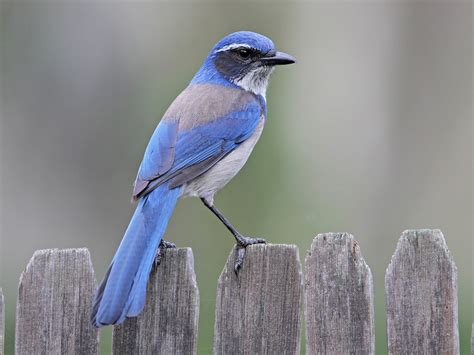 Geai buissonnier - eBird