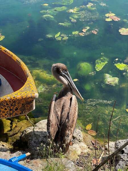 Life at the Yucatan cenote among a multicultural community