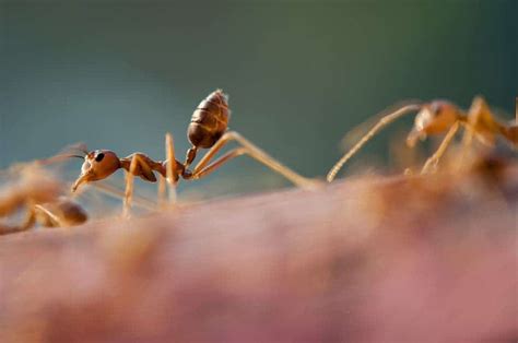 Farmer ants unknowingly domesticated their fungi crops by sequestering them in dry environments