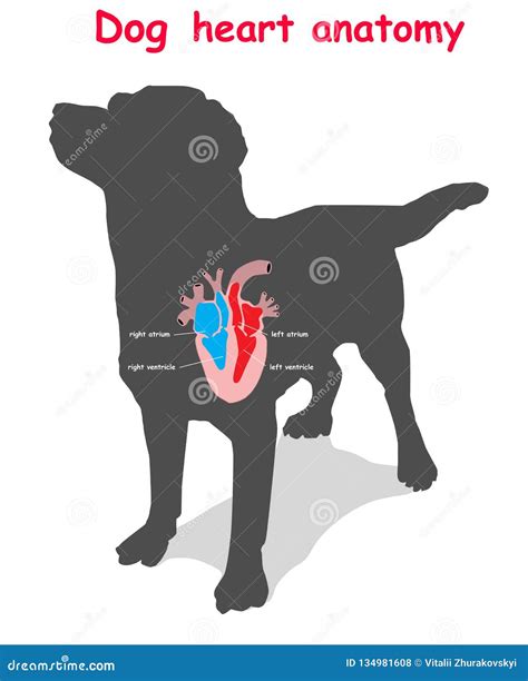 Dog Heart Anatomy on Black Dog Silhouette with Shadow . Part of the ...