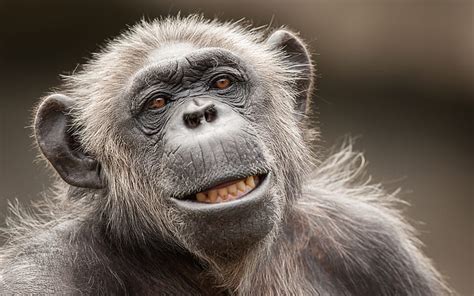 1366x768px | free download | HD wallpaper: Monkey Face HD, animals ...