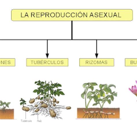 Para construir Interactuar siguiente ejemplos de la reproduccion ...