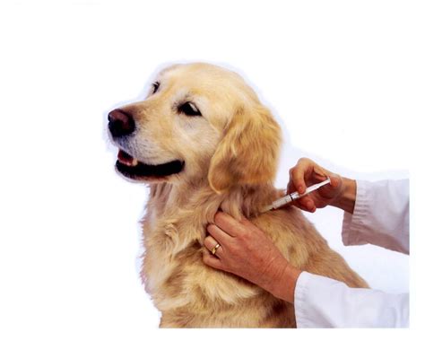 Dog Vaccinations