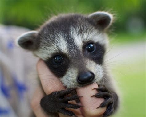 Cute Baby Raccoon Photos, Videos, and Facts - Animal Hype