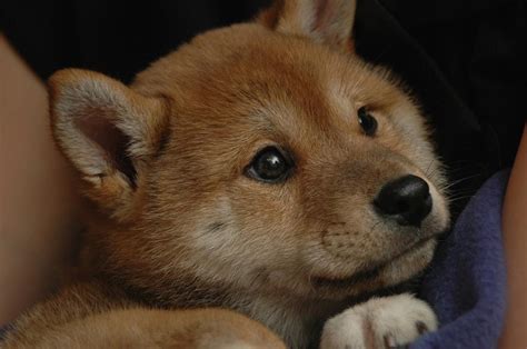 cute Shiba Inu puppy.jpg (4 comments) Hi-Res 720p HD