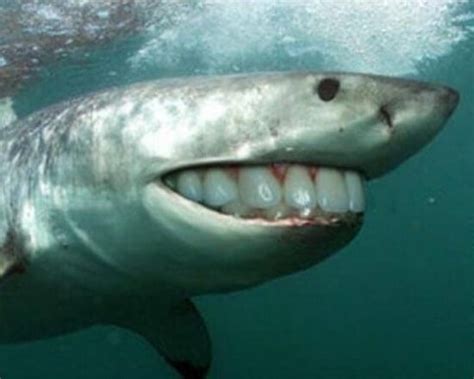 22 Sharks With Human Teeth Pictures That Are Just Ridiculous