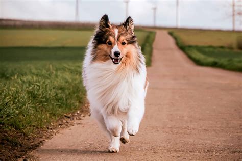 Miniature Collie: Breed Info, Traits & Facts (With Pictures)