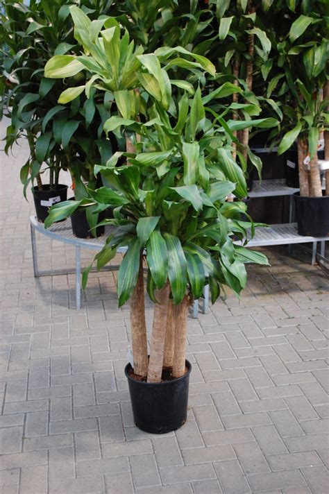 Sheridan Nurseries - Large Foliage House Plants | Indoor tropical ...