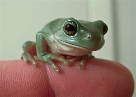 140 best images about Pet frogs on Pinterest