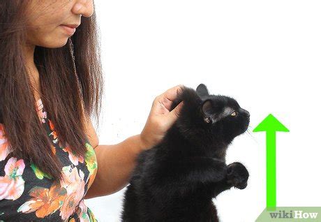 How to Hold a Cat by the Scruff: 15 Steps (with Pictures)