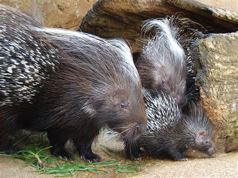 African Crested Porcupine | Alexandria Zoo