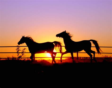 Horses In The Sunset Wallpaper