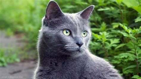 Russian Blue Cat Wallpapers - Top Free Russian Blue Cat Backgrounds - WallpaperAccess