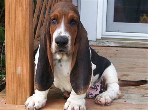 Puppy Basset Hound Wallpaper - WallpaperSafari