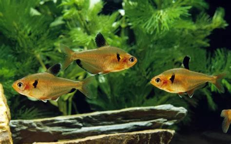 15 Best Serpae Tetra Tank Mates - AquariumNexus