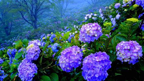 Download Purple Hydrangea Garden Wallpaper | Wallpapers.com