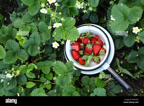 Strawberry harvesting in garden Stock Photo - Alamy