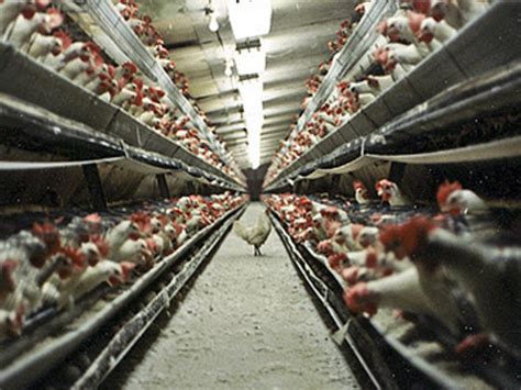 Factory Farming: What We're Really Eating | Indiegogo