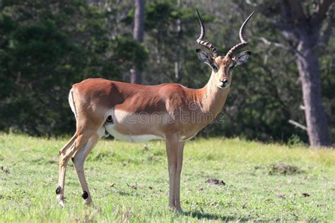 Impala Antelope stock image. Image of picturesque, aepyceros - 8505153