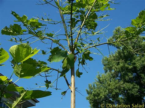 Catalpa Worms: Good For Fish Bad For Trees – The Science of the South