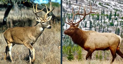 Deer vs Elk Comparison | Difference Between Elk & Other Deer Species?