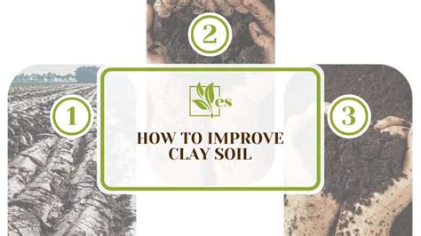 How To Improve Clay Soil: The Most Efficient Ways To Try - Evergreen Seeds