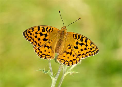 All the better for moorland butterflies | Butterfly Conservation