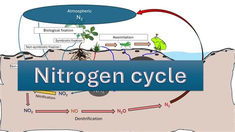 Nitrogen Cycle | Nitrogen fixation | NITRIFICATION | AMMONIFICATION| DENITRIFICATION ...