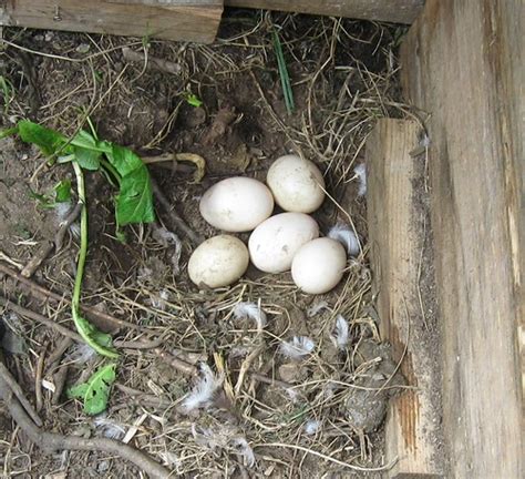 muscovy duck eggs | colour it green