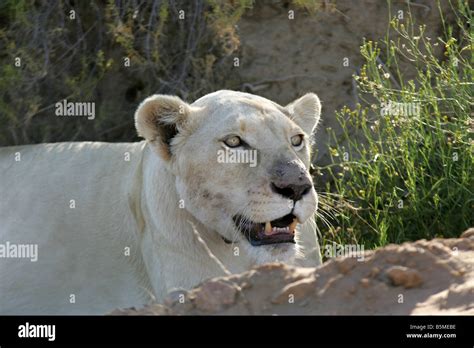 White lion lioness hi-res stock photography and images - Alamy