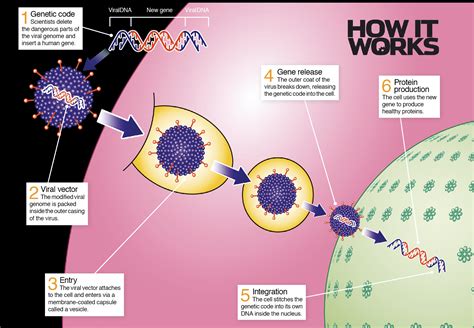 Viral Vectors: How scientists use viruses to treat faulty cells – How ...