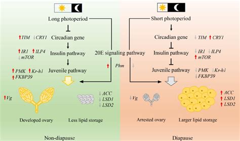 A potential model explaining how photoperiod regulates reproduction and ...