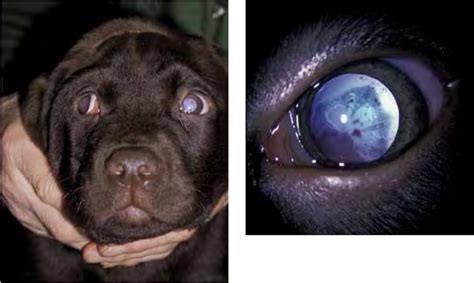 Progressive Retinal Atrophy (PRA) - Genetic Testing - AnimaLabs©