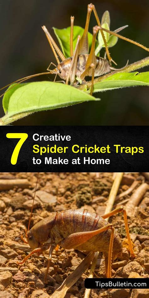 DIY Spider Cricket Traps - Trapping Spider Crickets