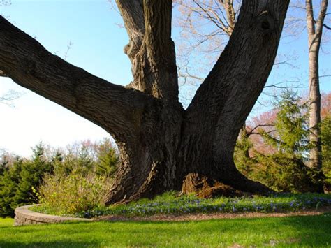 See Which North Jersey Trees Made The State's Historic Registry [Interactive Map] - Paramus, NJ ...