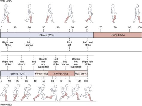 Gait Cycle ROM - Bing images - EroFound