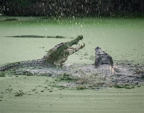 Habitat destruction leads to confrontations with crocodiles in ...