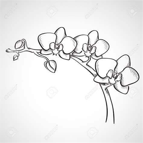 Orchid Drawing at GetDrawings | Free download