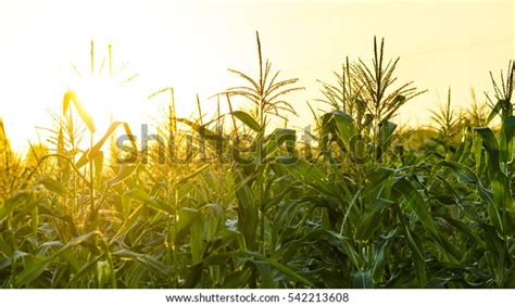 Corn Field Sunset Stock Photo (Edit Now) 542213608