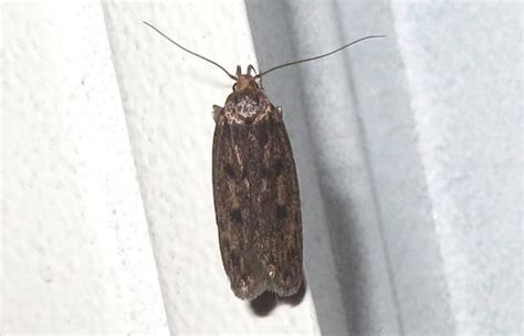 4 Types Of Moths That Infest Homes | Diamond Pest Control