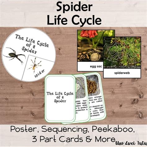 Spider Life Cycle Pack With Real Photos Insects Montessori Preschool ...