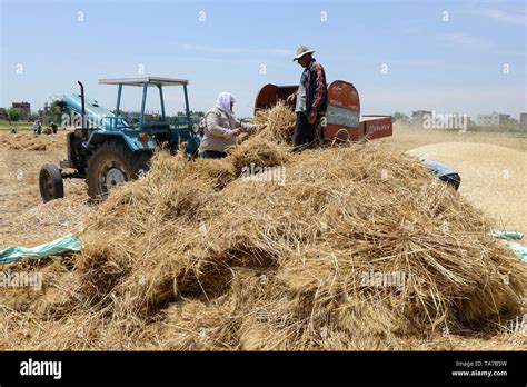 Nile delta farming hi-res stock photography and images - Alamy