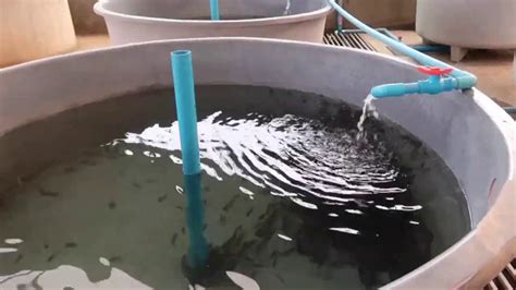 Catfish farming at home use water flow || Fish farming at home in water tank || Easy fish ...