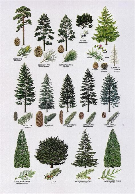 Other conifer tree ideas for the back of the property. | Especies de ...