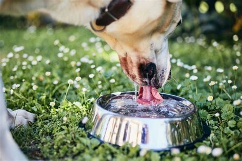 The 10 Best Dog Bowls for German Shepherds, from Drinking to Eating ...