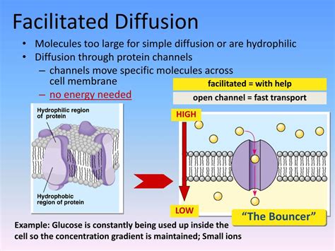 PPT - Membrane Transport PowerPoint Presentation, free download - ID:3850410